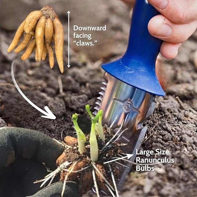 25 Ranunculus Bulbs for Spring Planting, Perennial Flowers Bulbs for Gardens, Vibrant Peony Buttercup Corms for Outdoor Borders (Orange Ranunculus)