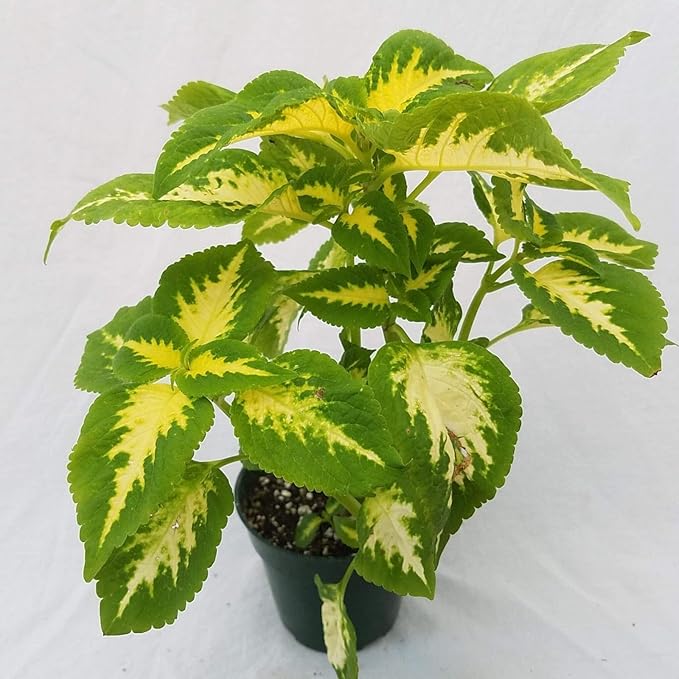 Park Seed Wizard Jade Coleus Seeds – Grow Your Own Vibrant Indoor or Outdoor Plants, Shade-Loving Annual, Cream and Green Foliage for Containers, Borders, or Garden Beds, Pack of 500
