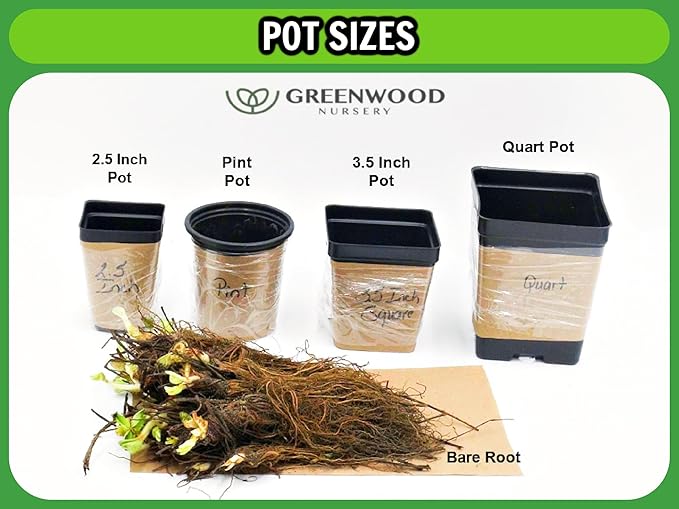 Greenwood Nursery: Live Shrub Plants - 'Black Knight' Butterfly Bush + Buddleja/Buddleia Davidii - [Qty: 3X Pint Pots] - (Click for Other Available Plants/Quantities)