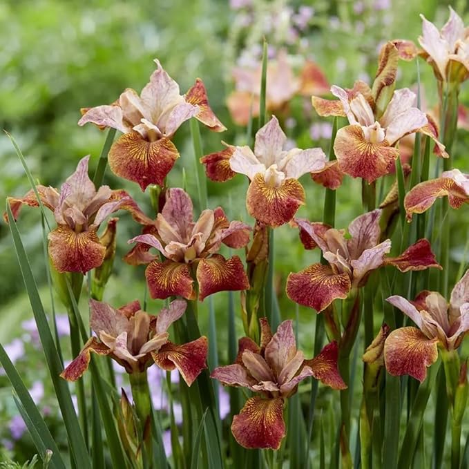 50+ Mix Germanica Iris Seeds Iris Flowers Seed Fragrant Blooms Stunning Bearded Iris for Your Garden