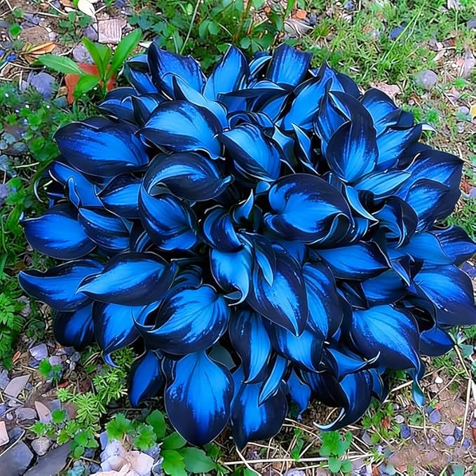 330+ Mixed Color Hosta Seeds for Planting - Shade-Tolerant Perennials, Dual Use for Ground Cover & Pots, Create Cool Shaded Gardens