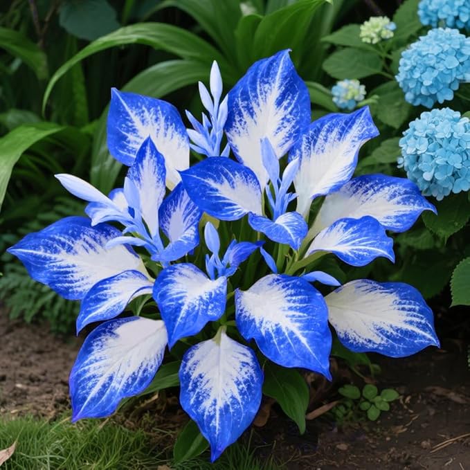 207+ Hosta Seeds for Planting Outdoors - Rare Hostas Seeds Perennial Giant Low Maintenance Shade Plants for Borders Containers & Landscape Design