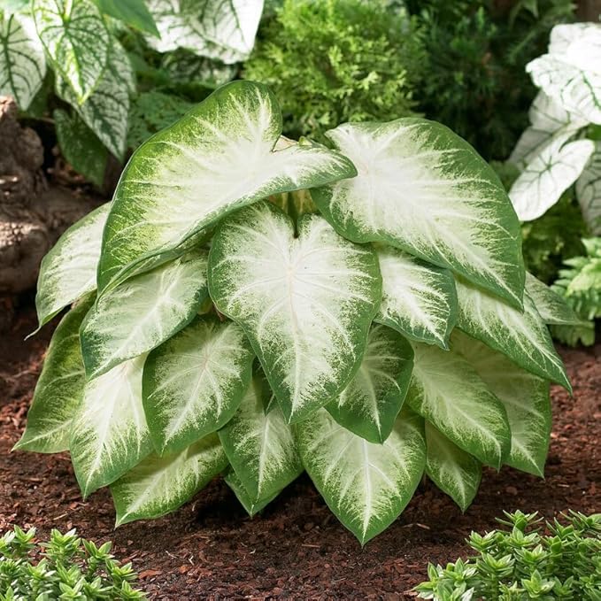 Garden State Bulb Aaron White Caladium Bulbs, Bare Roots, Spring Planting (Bag of 5)