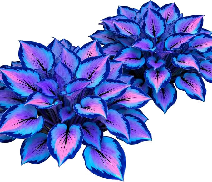 Attractive Hosta, Perfect for Flower Beds, Balcony & Yard Flower Decoration-2bulbs, Low Maintenance Plant for Indoor Potted & Outdoor Garden, Easy Grow