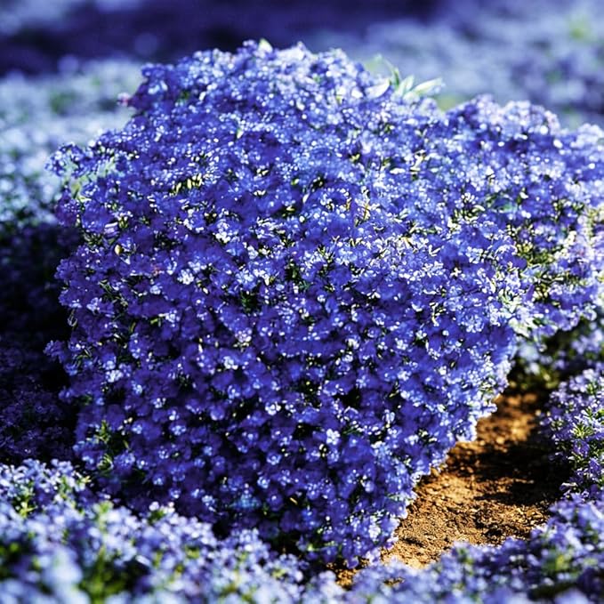 9998+ Blue Woolly Thyme Seeds for Planting,Perennial Blue Creeping Thyme Seeds Ground Cover,Drought Tolerant Path Edging Thym Seed Evergreen Silver Foliage for Stone Pathways