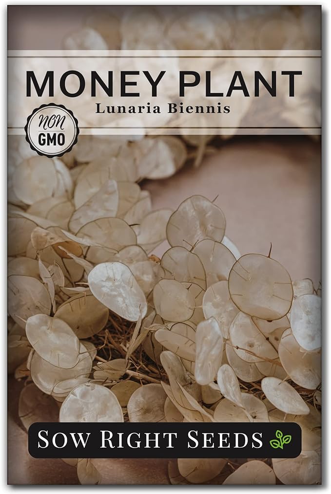 Sow Right Seeds - Money Plant Seeds - Honesty or Silver Coin Plant - Non-GMO Heirloom Seeds - Indoor or Outdoor - Full Instructions for Planting and Growing a Flower Garden - Great Gardening Gift (1)