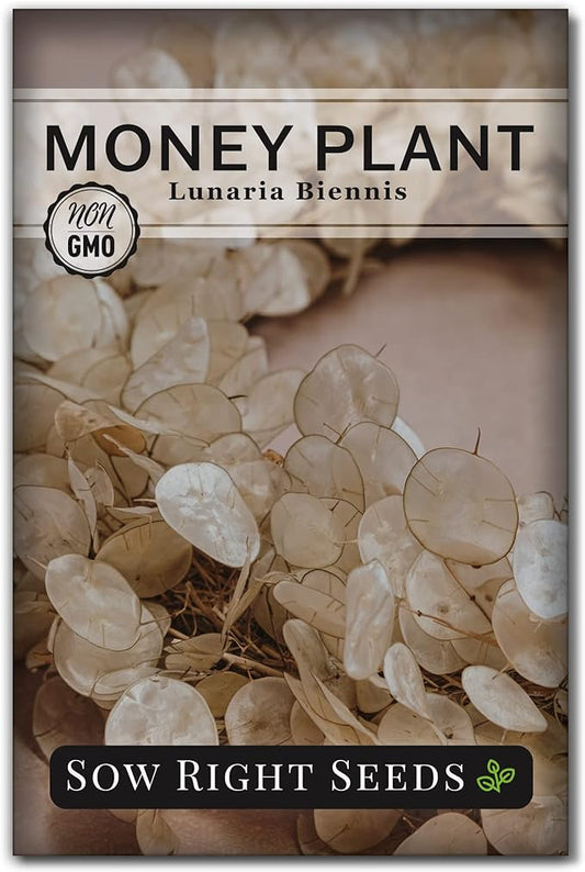 Sow Right Seeds - Money Plant Seeds - Honesty or Silver Coin Plant - Non-GMO Heirloom Seeds - Indoor or Outdoor - Full Instructions for Planting and Growing a Flower Garden - Great Gardening Gift (1)