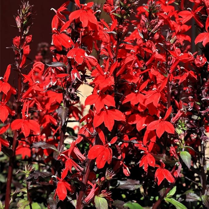 200+ Red Cardinal Flower Seeds for Planting Outdoors-Lobelia Cardinalis Perennial Flower Seeds-Wild Cardinals Flower Attracts Bees&Butterflies Fragrant Butterfly for Outdoor