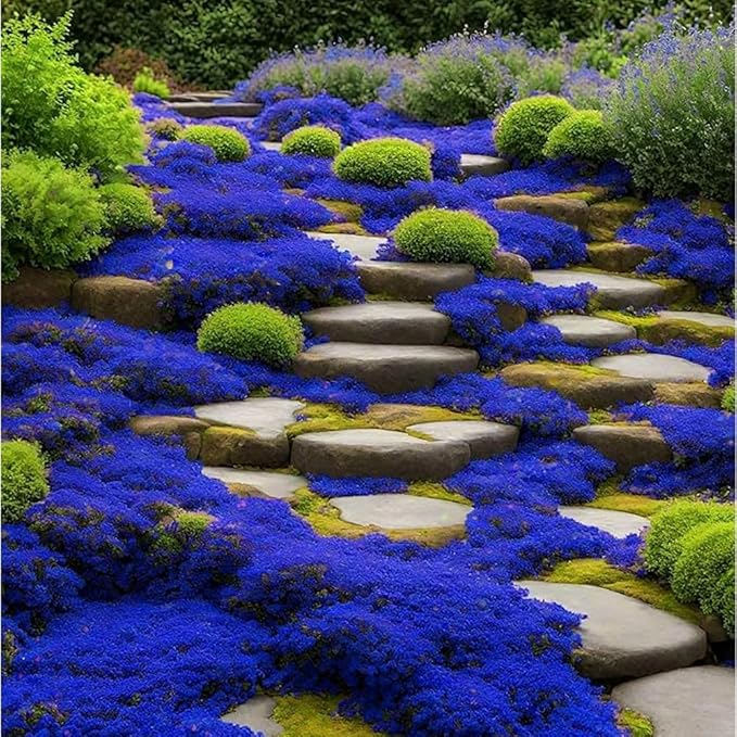 9998+ Blue Woolly Thyme Seeds for Planting,Perennial Blue Creeping Thyme Seeds Ground Cover,Drought Tolerant Path Edging Thym Seed Evergreen Silver Foliage for Stone Pathways