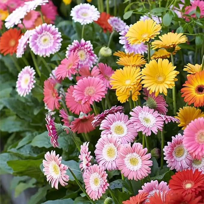 507+ Perennial English Daisy Seeds for Planting Outdoor-Organic Gerbera Daisy Seeds Non-GMO Heirloom-Pyrethrum Daisies Seed Attracts Bees&Butterflies Fragrant Butterfly for Garden Outdoors