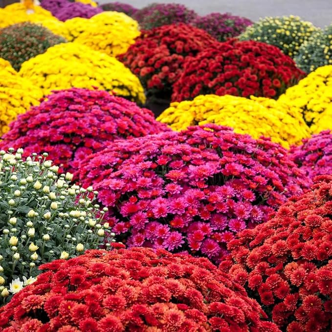 350+ USA PERMIUM Mums Chrysanthemum Seeds for Planting Outdoor-Hardy Chrysanthemum Flower Seeds Perennial Outdoor Ground Cover