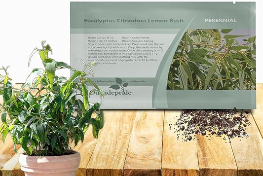 Outsidepride Lemon Bush Eucalyptus Seeds - 50 Pcs. Perennial, Easy to Grow & Drought Tolerant, Flower Seeds for Planting Fragrant, Vibrant Blooms for Landscaping & Pollinator Gardens