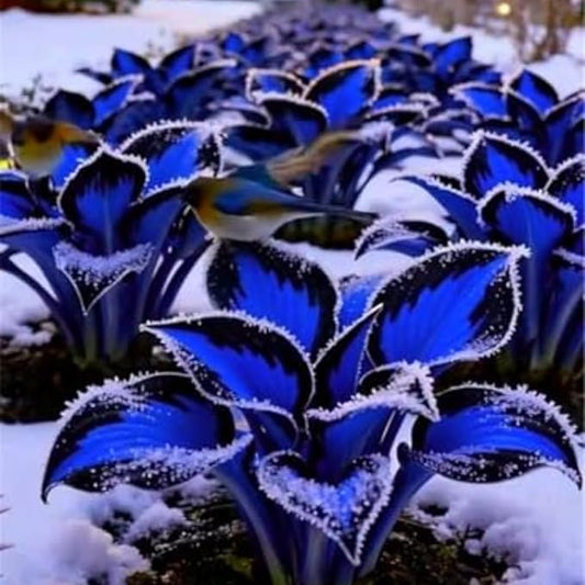 Midnight Blue Hosta Cold and Drought Tolerant, Mix Tubers Kit, Garden Decoration, For Indoor/Outdoor Potted