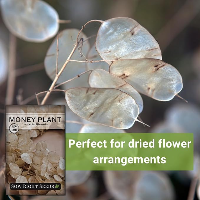 Sow Right Seeds - Money Plant Seeds - Honesty or Silver Coin Plant - Non-GMO Heirloom Seeds - Indoor or Outdoor - Full Instructions for Planting and Growing a Flower Garden - Great Gardening Gift (4)