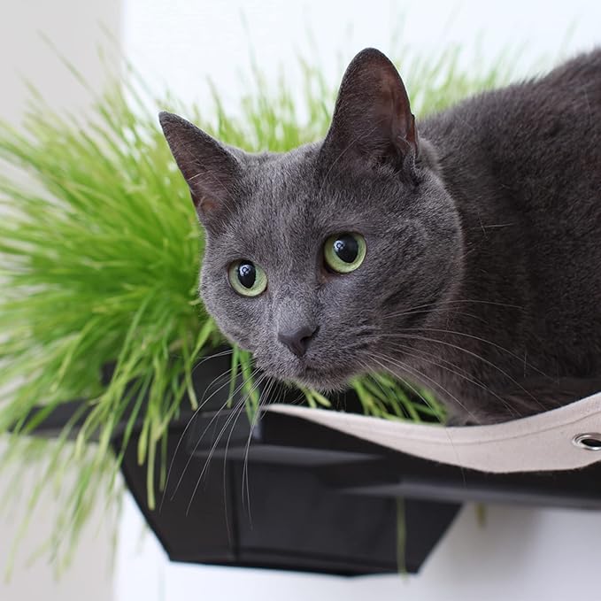 Catastrophic Creations Cat Planter Lounge Cat Hammock — 25-Inch Black/Natural Canvas— Cat Wall Shelf— Cat Wall Furniture — Cat Climbing Shelves — Cat Floating Shelves — Cat Wall Hammock