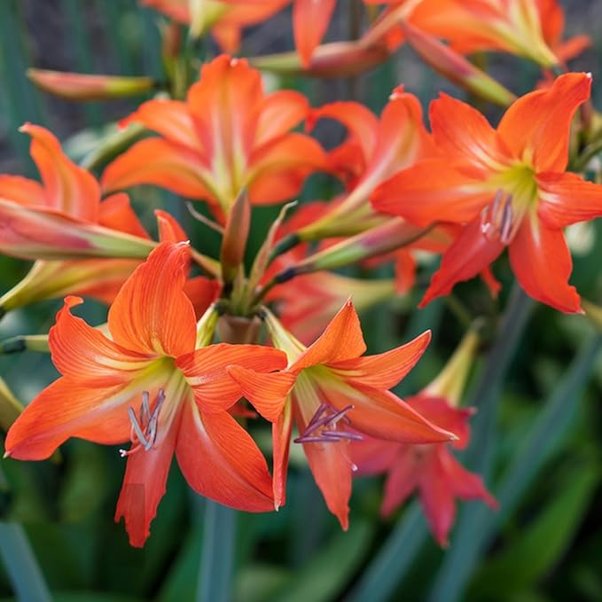 10 Canna Indica Lily Seeds, Perennial Mixed Color Canna Cleopatra Flower Seed, Non-GMO Cleopatra Flowers for Home, Garden, Outdoor