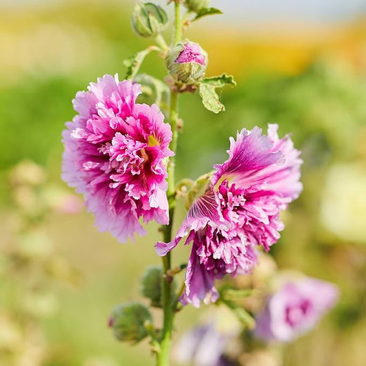 Eden Brothers Hollyhock Seeds (Dwarf) - Queeny Purple, Non-GMO Seeds for Planting, 1 oz | Low-Maintenance Flower Seeds, Plant During Spring or Fall, Zones 1, 2, 3, 4, 5, 6, 7, 8, 9, 10, 11, 12