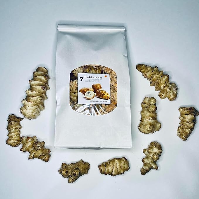 Jerusalem Artichoke Live Tubers, 7 Fresh Sunchoke Bulbs for Planting by Greenhouse PCA