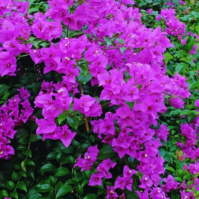 200+ Perennial Bougainvillea Seeds for Planting Outdoors-Ornamental Landscaping Garden Beauties Low Maintenance Fast-Growing Drought Tolerant