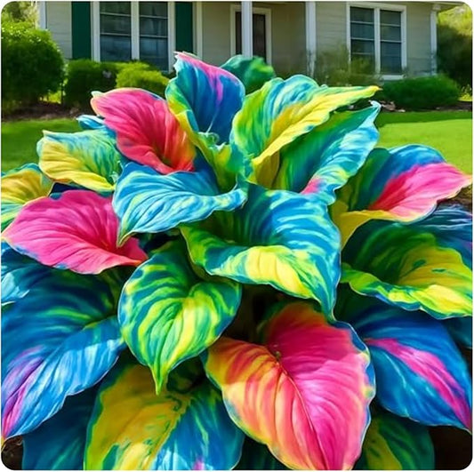 Midnight Blue Hosta Cold and Drought Tolerant, Mix Tubers Kit, Garden Decoration, For Indoor/Outdoor Potted