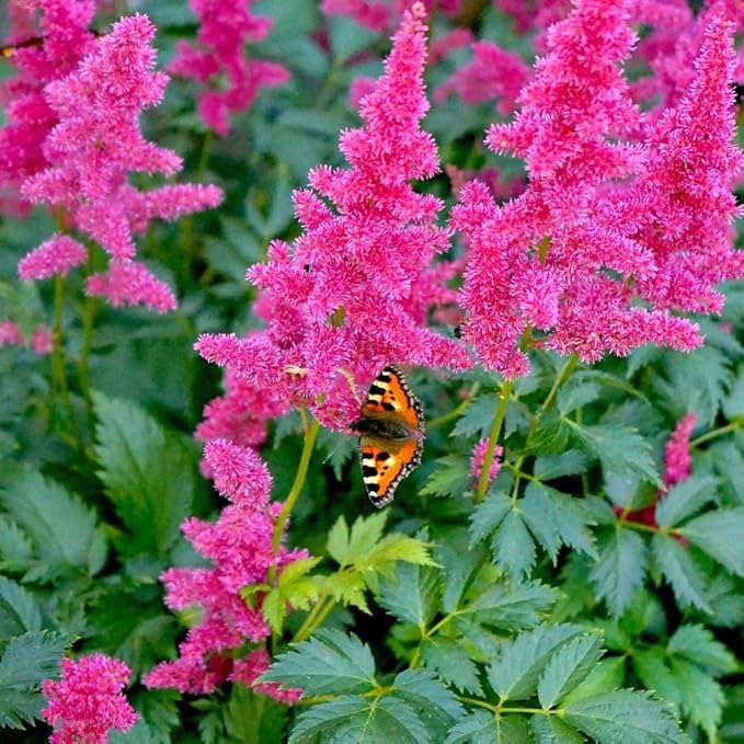 Giant Plume Assorted Astilbe Flowers - 3, 6, or 9 Bulbs -Attracts Butterflies, Bees & Hummingbirds - Great Gardening Gift (6 Bulbs)