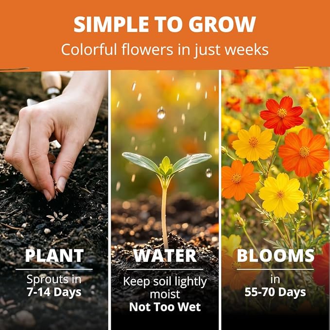 HOME GROWN Cosmos Bright Lights Mix Seeds – 400 Cosmos Sulphureus for Planting Spring 2026, Refined Wildflower Herb Seed Mix, Easy Grow Outdoor Flower Seeds for Gardens