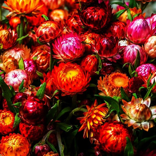 2500+ Perennial Strawflower Seeds for Planting-Straw Flower Seeds-Shade Wildflower Seed Attracts Bees&Butterflies Fragrant Butterfly Non-GMO Heirloom for Home Outdoor Garden