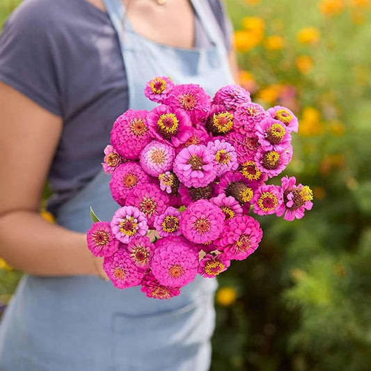 Eden Brothers Zinnia Seeds - Lilliput Purple, Non-GMO Seeds for Planting, 1 lb | Low-Maintenance Flower Seeds, Plant During Spring, Zones 3, 4, 5, 6, 7, 8, 9, 10