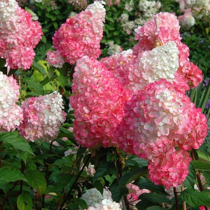 50+ Vanilla Strawberry Hydrangea Flower Seed for Planting Outdoor Garden Home Attracts Bees Butterflies