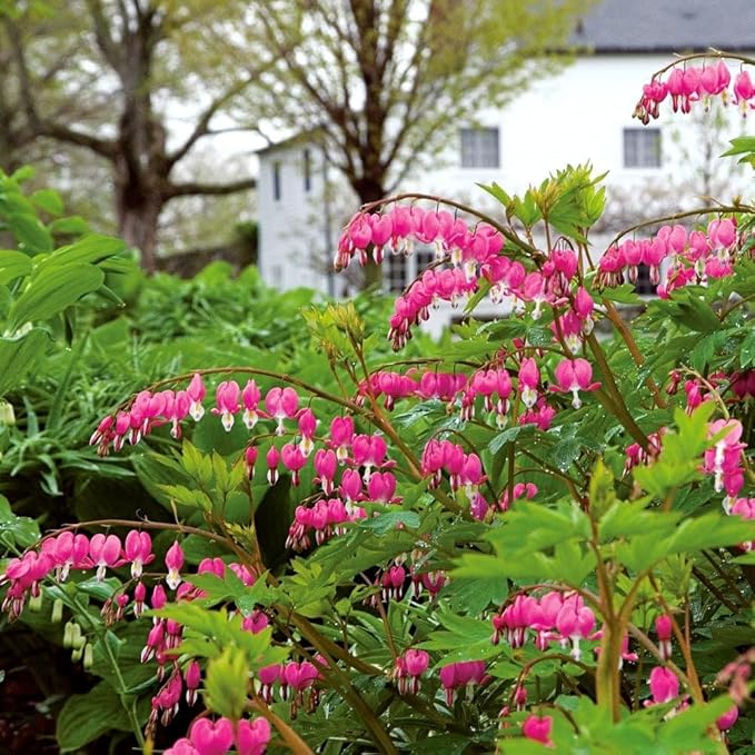 2 Pink Bleeding Heart Bare Root Perennial Plants – Heart Shaped Pink Blooms, Easy to Grow Shade Flower Roots, Attracts Butterflies, Bees & Hummingbirds, Spring Garden Flower Bulb Collection