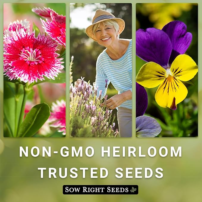 Sow Right Seeds - Money Plant Seeds - Honesty or Silver Coin Plant - Non-GMO Heirloom Seeds - Indoor or Outdoor - Full Instructions for Planting and Growing a Flower Garden - Great Gardening Gift (3)