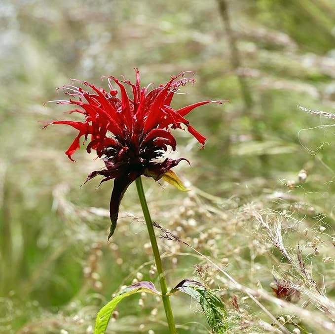 CarpetC 500+ Bee Balm Seeds for Planting, Perennial Fragrant Blooms, Attract Hummingbirds and Butterflies, Non-GMO Heirloom Flower for Pollinator Gardens, Borders and Cut Flowers