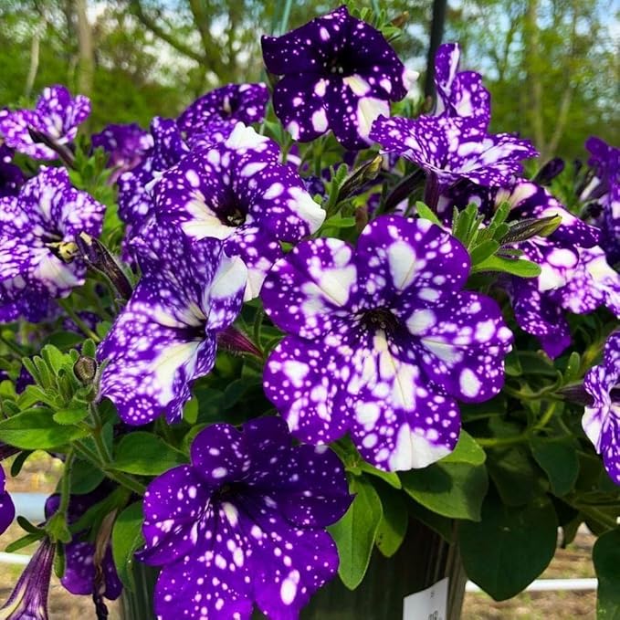400+ Rare Night Sky Petunia Seeds Petunia Flowers Seeds for Planting Garden Hanging Baskets Flowers Annual Petunia Plant