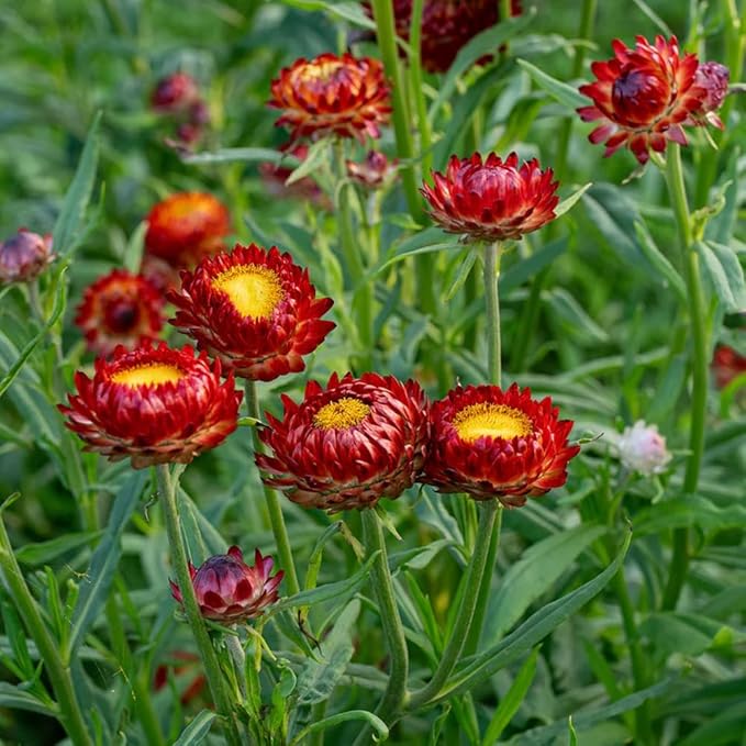2500+ Perennial Strawflower Seeds for Planting-Straw Flower Seeds-Shade Wildflower Seed Attracts Bees&Butterflies Fragrant Butterfly Non-GMO Heirloom for Home Outdoor Garden