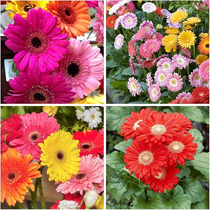 507+ Perennial English Daisy Seeds for Planting Outdoor-Organic Gerbera Daisy Seeds Non-GMO Heirloom-Pyrethrum Daisies Seed Attracts Bees&Butterflies Fragrant Butterfly for Garden Outdoors