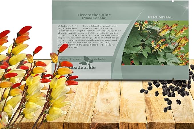 Outsidepride Firecracker Vine Seeds - 200 Pcs. Perennial, Versatile & Low Maintenance, Flower Seeds for Planting Vertical Growing, Vibrant Tubular Reddish-Orange Blooms, Great for Pollinator Gardens