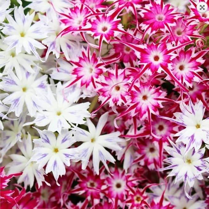 1508+ Creeping Mixed Phlox Seeds for Planting,Bright Perennial Creeping Phlox Seeds- Ground Cover Plants Seed Non GMO Heirloom for Outdoors
