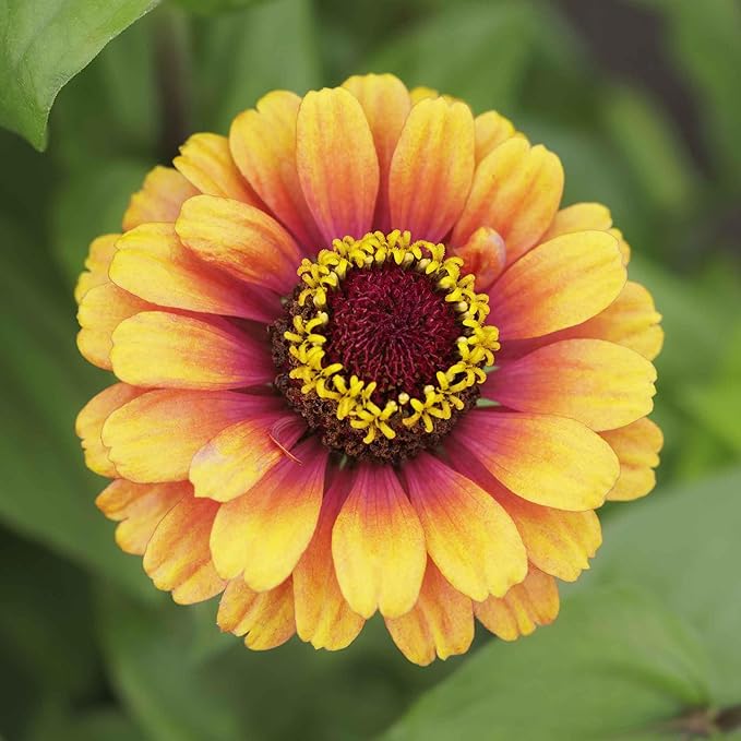 Eden Brothers Zinnia Seeds - Carrousel Mixed, Non-GMO Seeds for Planting, 1 oz | Low-Maintenance Flower Seeds, Plant During Spring, Zones 3, 4, 5, 6, 7, 8, 9, 10