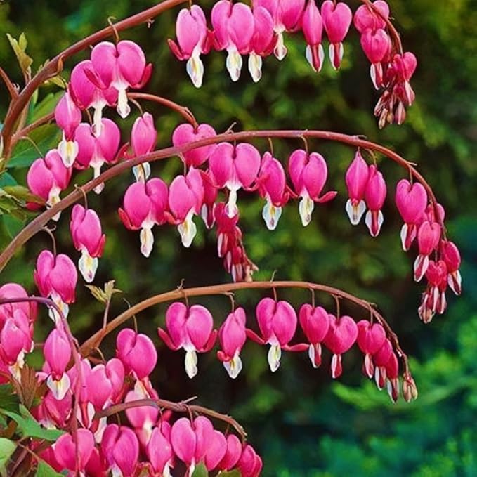 Bleeding Heart Seeds, 120pcs Dicentra Spectabilis, Non-GMO Heirloom Perennial Flower Seeds, Cold Hardy, Shade Tolerant, for Outdoor Garden Yard Border Container Planting