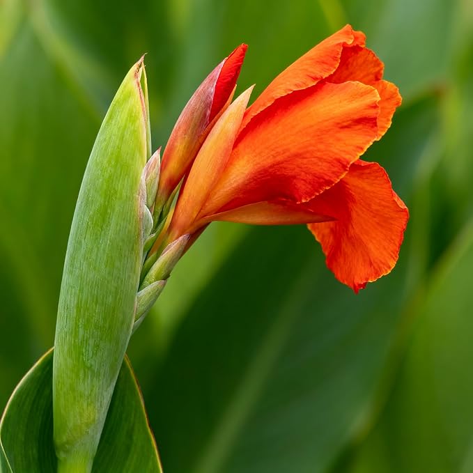 10 Canna Indica Lily Seeds, Perennial Mixed Color Canna Cleopatra Flower Seed, Non-GMO Cleopatra Flowers for Home, Garden, Outdoor