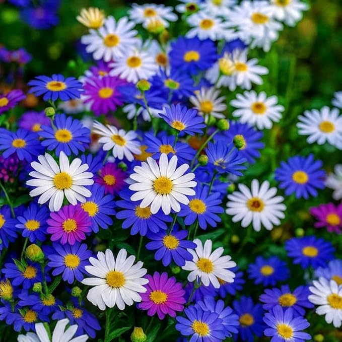 507+ Perennial English Daisy Seeds for Planting Outdoor-Organic Gerbera Daisy Seeds Non-GMO Heirloom-Pyrethrum Daisies Seed Attracts Bees&Butterflies Fragrant Butterfly for Garden Outdoors