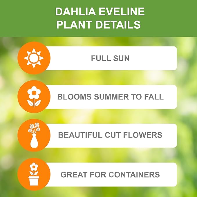 Garden State Bulb Eveline Dahlia Flower Bulbs, Bare Roots, Spring Planting (Bag of 12)
