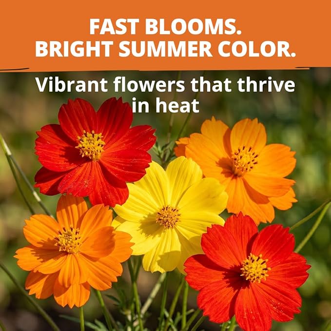 HOME GROWN Cosmos Bright Lights Mix Seeds – 400 Cosmos Sulphureus for Planting Spring 2026, Refined Wildflower Herb Seed Mix, Easy Grow Outdoor Flower Seeds for Gardens