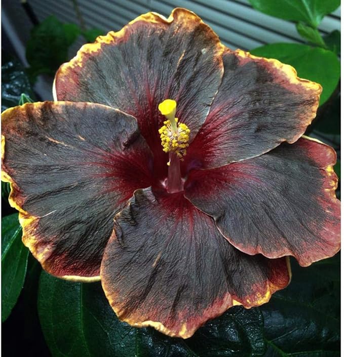 20PCS Rare Black Pink Purple Hibiscus Seeds"Black Rainbow" Giant Flower Tropical Seeds Hibiscus Tree Seeds for Flower Potted Plants