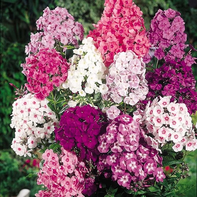 5088+ Mixed Creeping Dwarf Phlox Seeds for Planting, Perennial Creeping Phlox Beauty Flower Seeds Ground Cover Plants, Non-GMO Heirloom Dwarf Flowers for Home Garden Outdoors