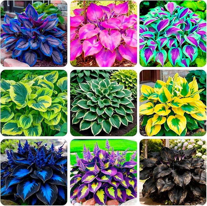 100+ Seeds Perennial Hosta Flower Seed for Planting Outdoors Garden Home Beauties
