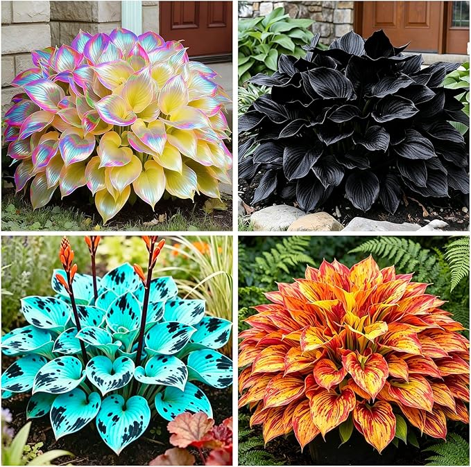 220+ Mixed Rare Hosta Seeds for Planting-Attract Pollinators Perennial Garden Decoration