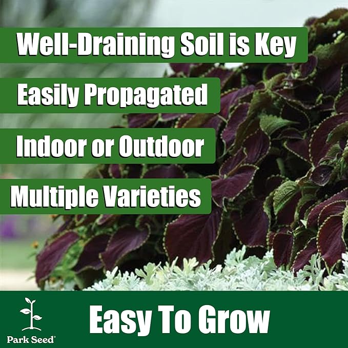 Park Seed Wizard Jade Coleus Seeds – Grow Your Own Vibrant Indoor or Outdoor Plants, Shade-Loving Annual, Cream and Green Foliage for Containers, Borders, or Garden Beds, Pack of 500