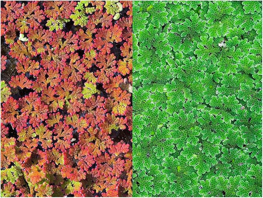 Azolla caroliniana 10 + Plants Live Floating Pond Plant Mosquito Fern Water Velvet Fairy Moss Aquarium Outdoor Ponds Fast Growth Outcompetes Algae Fish Food filiculoides