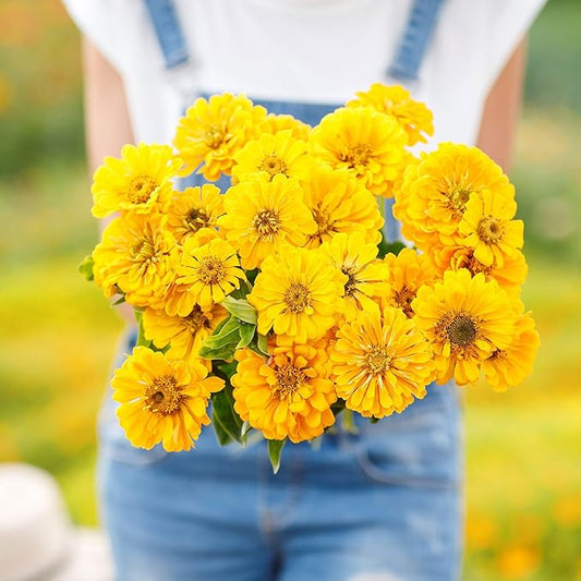 Eden Brothers Zinnia Seeds - Canary Bird, Non-GMO Seeds for Planting, 1/4 lb | Low-Maintenance Flower Seeds, Plant During Spring, Zones 3, 4, 5, 6, 7, 8, 9, 10